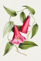 Lapageria Rosea