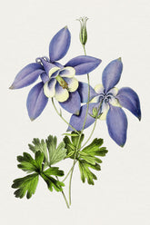 Blue Columbine Flowers