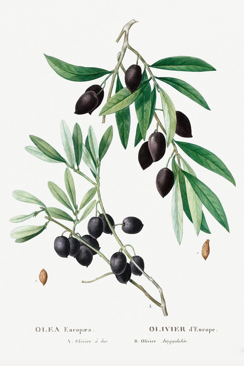 Olive Olea Europaea