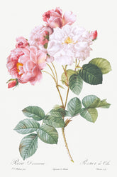 Rosier Multiflore Plant