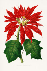 Christmas Flower