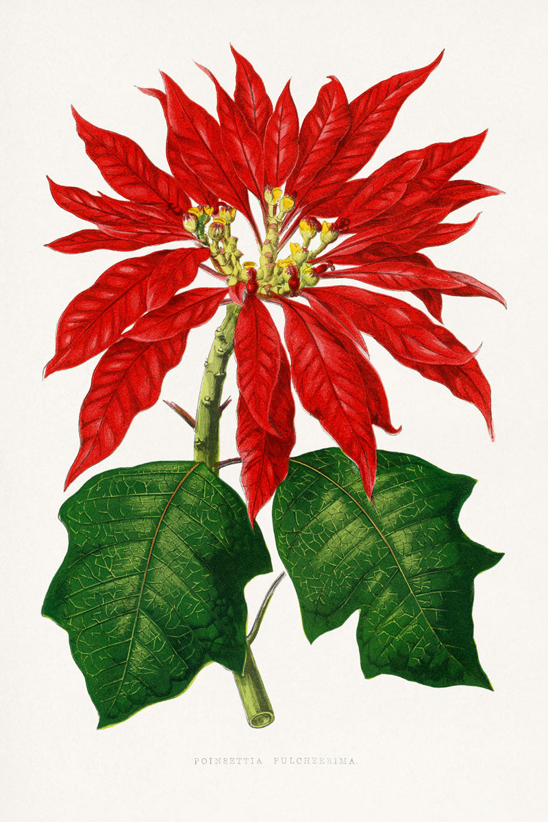 Christmas Flower