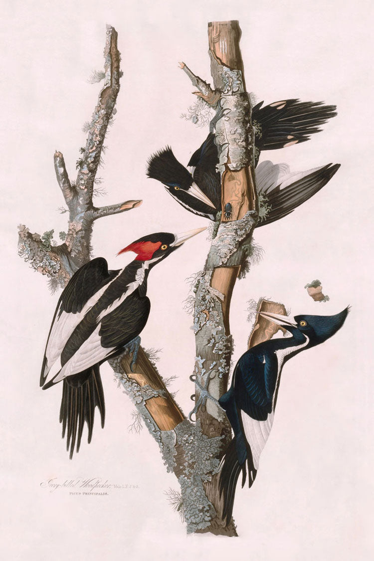 Ivory-Billed Woodpecker Bird