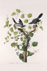 Loggerhead Shrike Bird