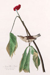 Louisiana Water Thrush Bird