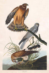 Marsh Hawk Bird