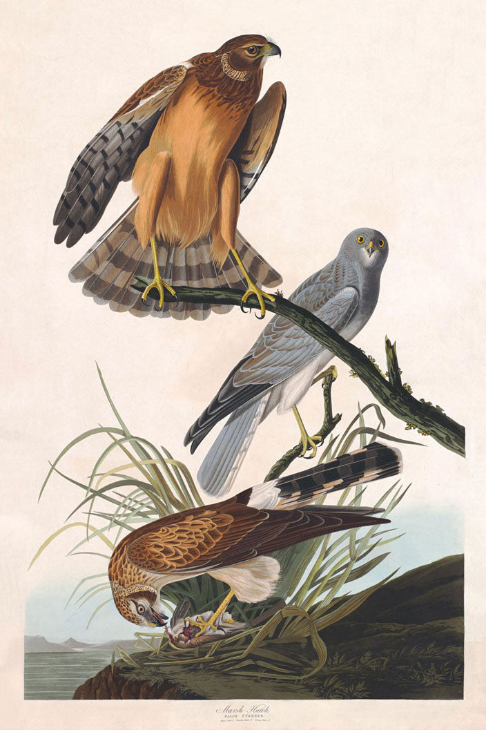 Marsh Hawk Bird