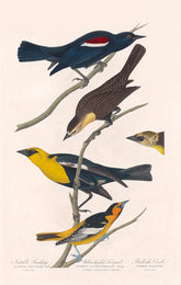 Nuttall'S Starling, Yellow-Headed Troopial And Bullock'S Oriole Bird