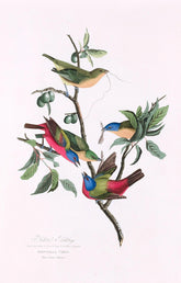 Painted Bunting Bird