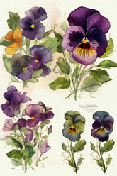 Pansy Flower Plant