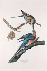 Passenger Pigeon Bird