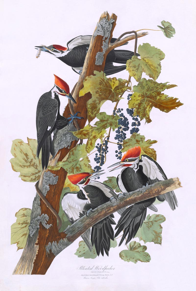 Pileated Woodpecker Bird