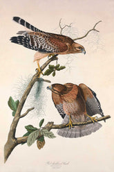 Red Shouldered Hawk Bird