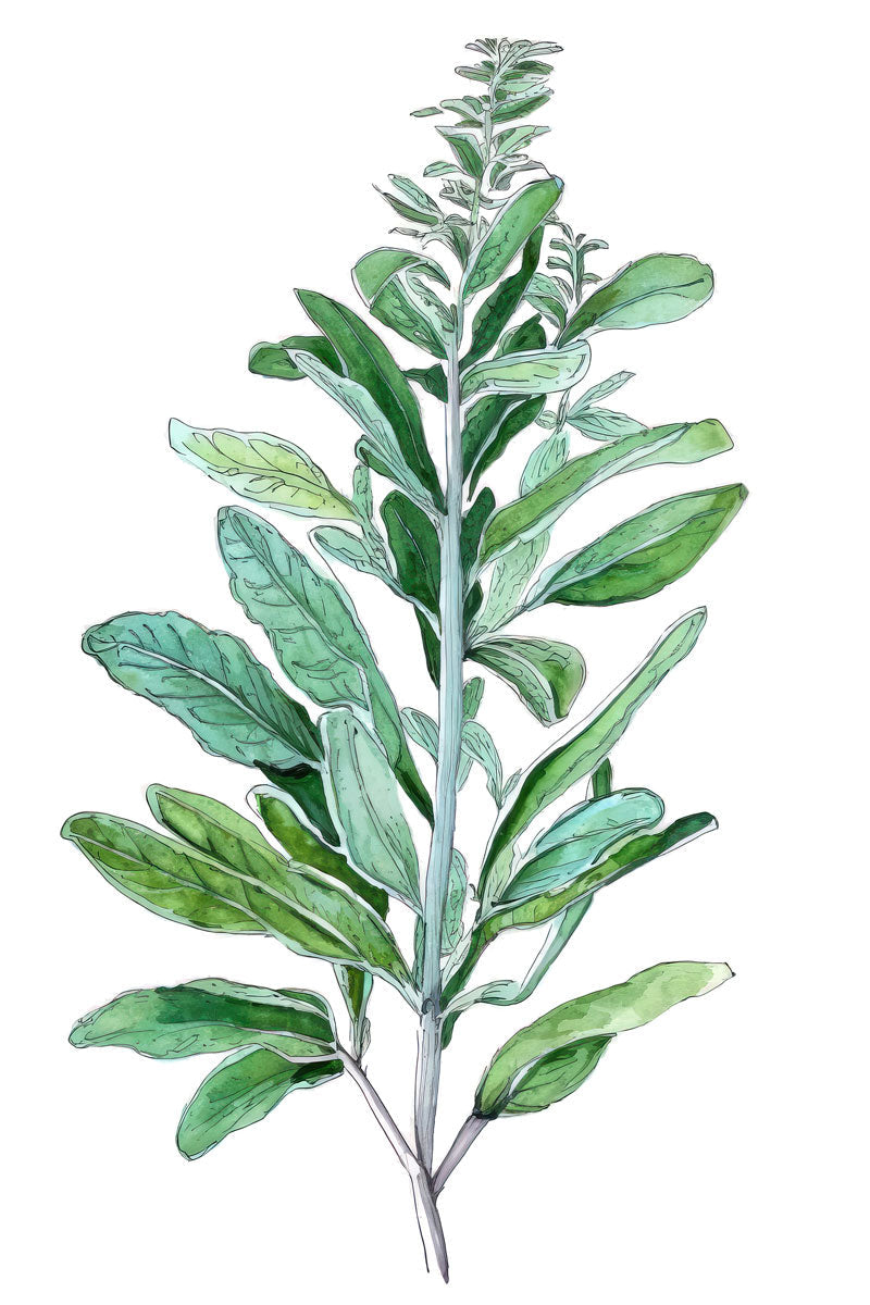 Sage Plant Print