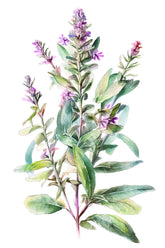 Sage Salvia Plant