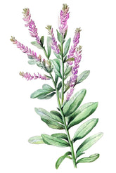 Sage (salvia) with flowers