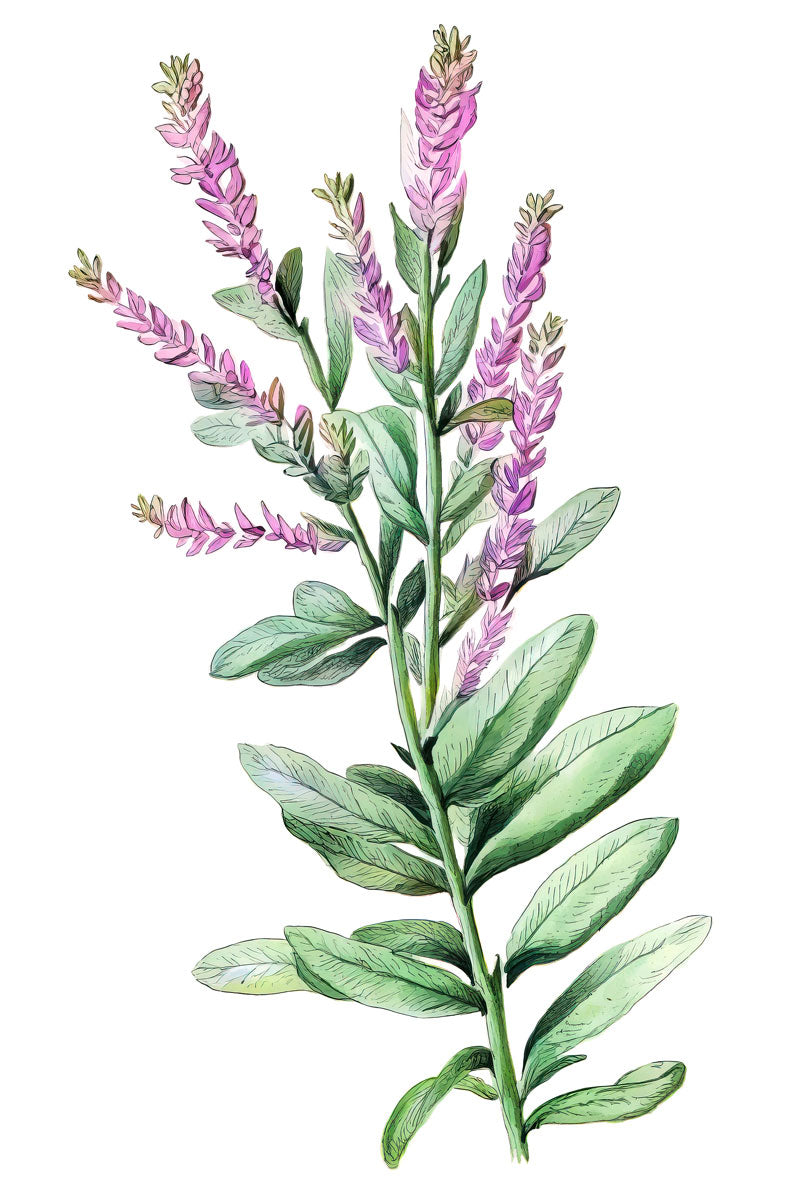 Sage (salvia) with flowers