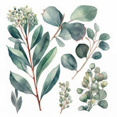 Eucalyptus Green Plant