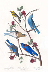 Townsend'S Warbler, Arctic Blue Bird And Western Blue Bird