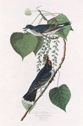 Tyrant Flycatcher Bird