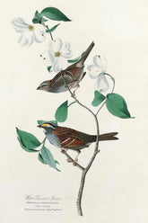 White-Throated Sparrow Bird