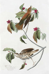 Wood Thrush Bird