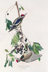 Yellow-Bellied Woodpecker Bird