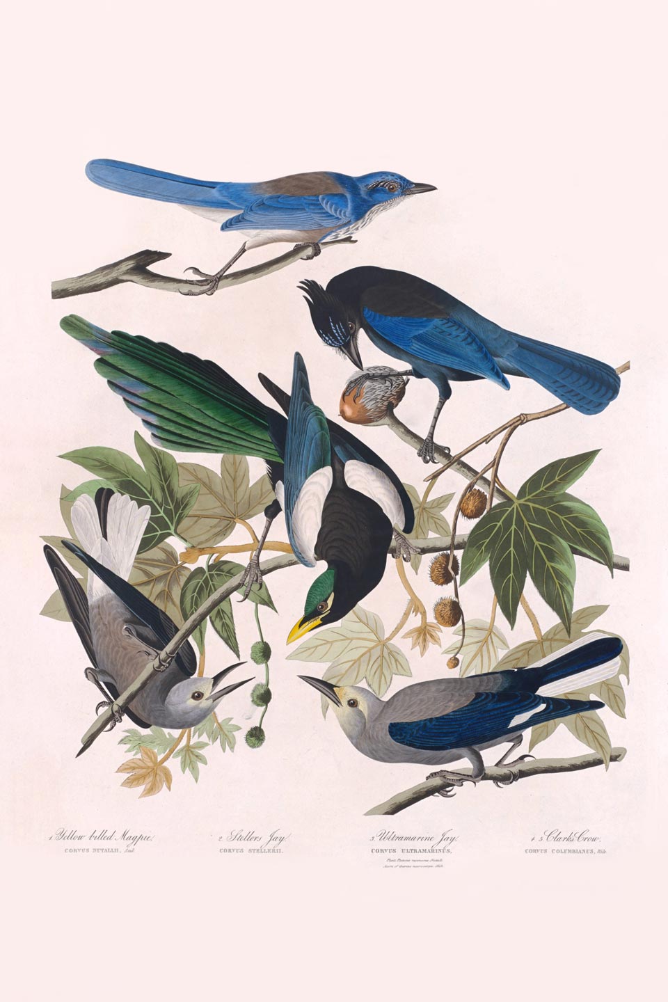 Yellow-Billed Magpie, Stellers Jay, Ultramarine Jay And Clark'S Crow Bird