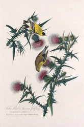 Yellow Bird Or American Goldfinch Bird